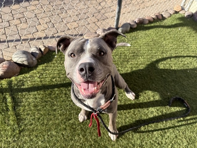 Zeus, a Bullmastiff (mix breed), available for adoption