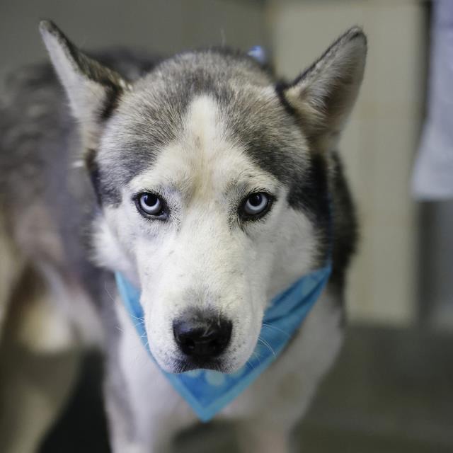 Wombat, a Siberian Husky, available for adoption