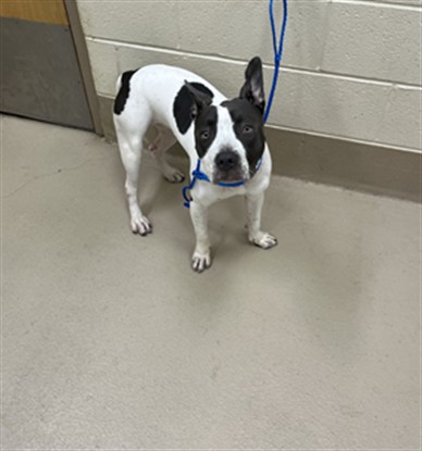 Jasmine, a Pit Bull Terrier (mix breed), available for adoption