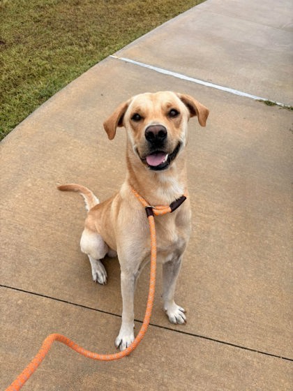 Fergus, a Retriever, available for adoption