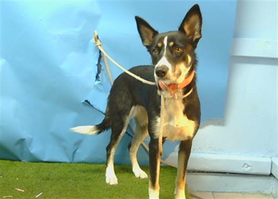 Mocha, a Cattle Dog, available for adoption