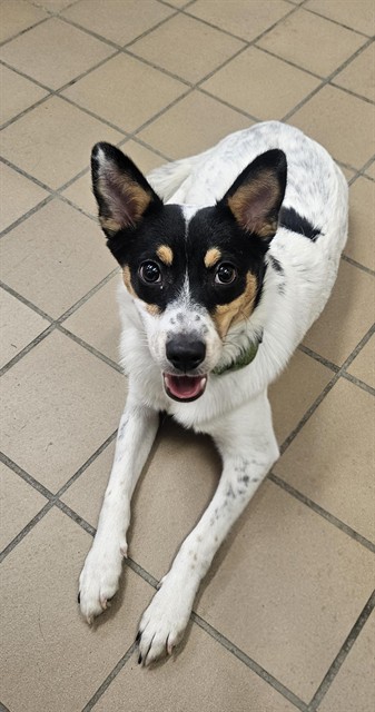 Oreo, a Australian Cattle Dog/Blue Heeler, available for adoption