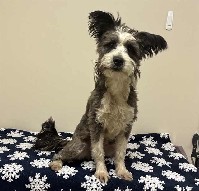 Samuel, a Schnauzer, available for adoption