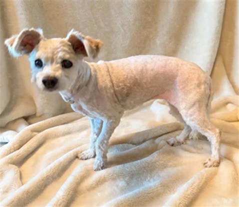 Teddy, a Maltese, available for adoption