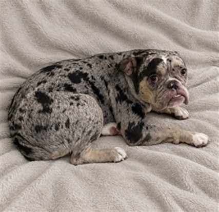 Merly, a French Bulldog, available for adoption