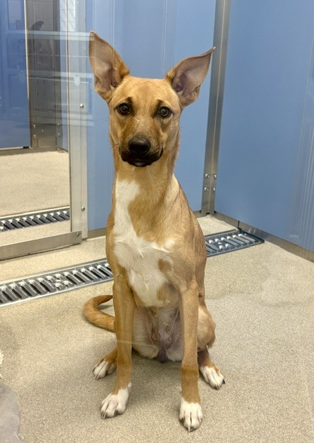Eemaw, a Chihuahua (mix breed), available for adoption