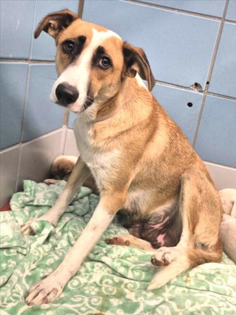Majesty +5 Puppies, a English Shepherd (mix breed), available for adoption
