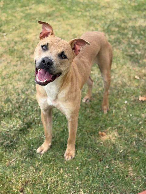 Travieso, a Pit Bull Terrier (mix breed), available for adoption