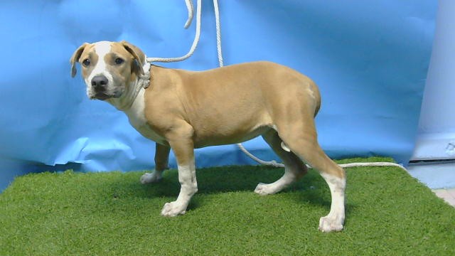 Dorthy, a Pit Bull Terrier, available for adoption