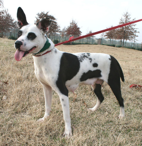 Other Photos of thie Dog