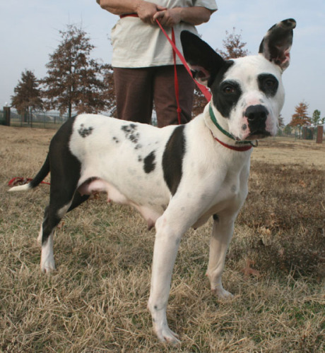 Other Photos of thie Dog
