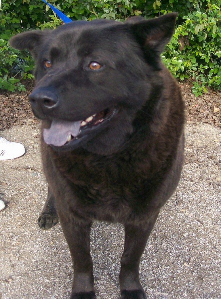 Other Photos of thie Dog