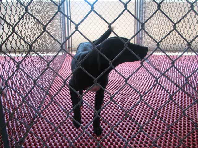 Other Photos of thie Dog