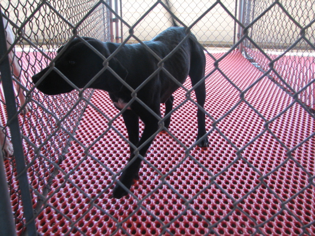 Other Photos of thie Dog