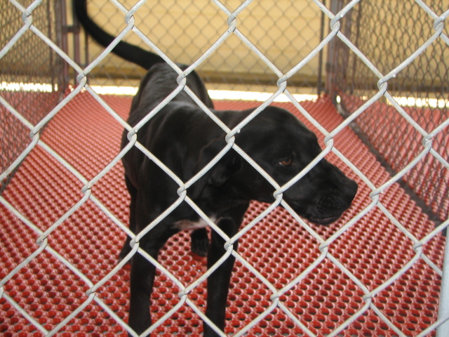 Other Photos of thie Dog