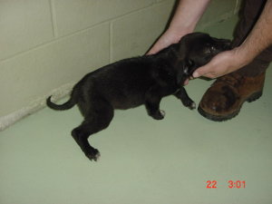 Other Photos of thie Dog
