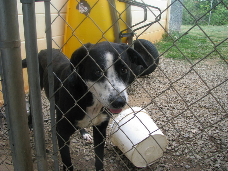 Other Photos of thie Dog