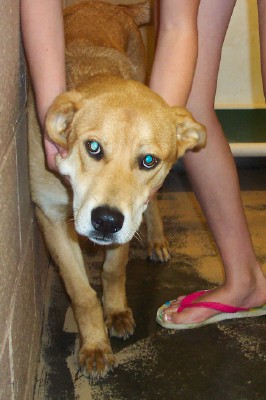 Other Photos of thie Dog