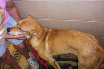Other Photos of thie Dog