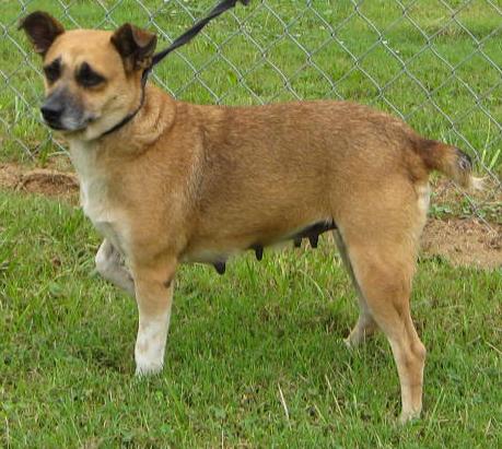Other Photos of thie Dog
