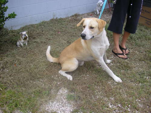 Other Photos of thie Dog