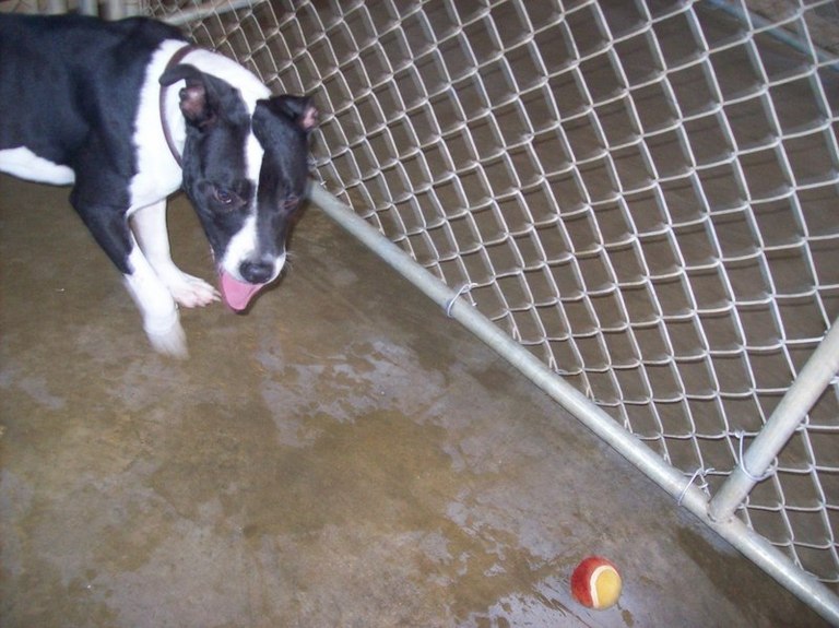 Other Photos of thie Dog