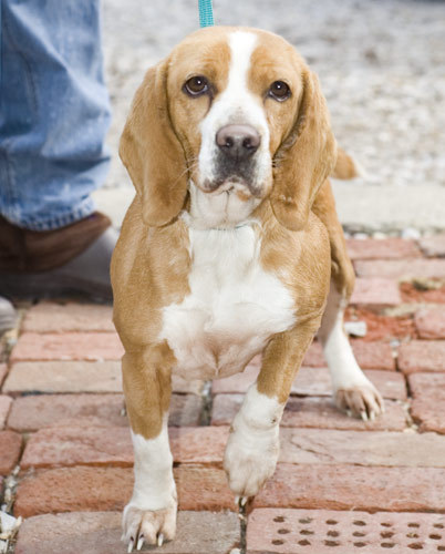 Other Photos of thie Dog