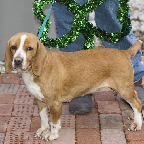Other Photos of thie Dog