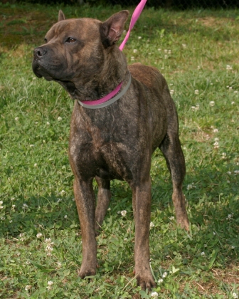 Other Photos of thie Dog
