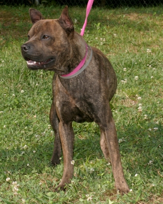 Other Photos of thie Dog