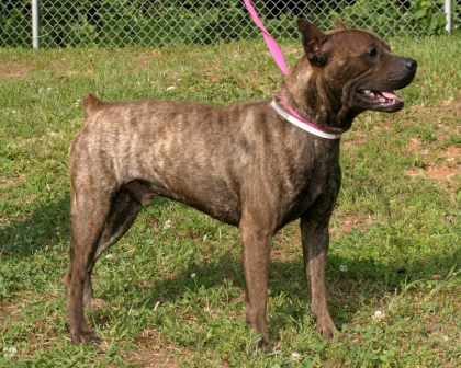 Other Photos of thie Dog