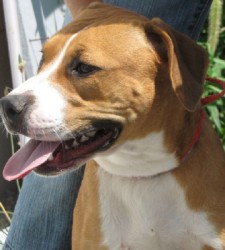 Other Photos of thie Dog