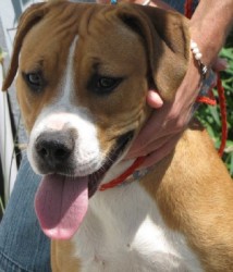 Other Photos of thie Dog