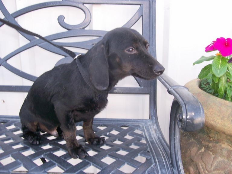 Other Photos of thie Dog