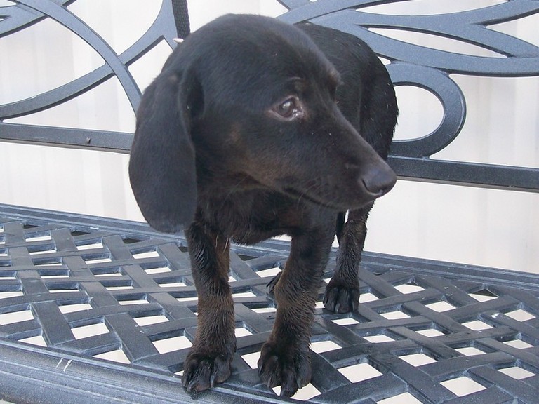 Other Photos of thie Dog