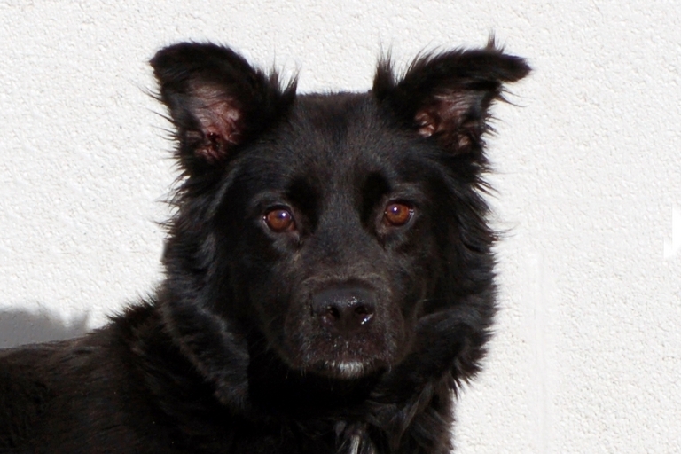 Other Photos of thie Dog