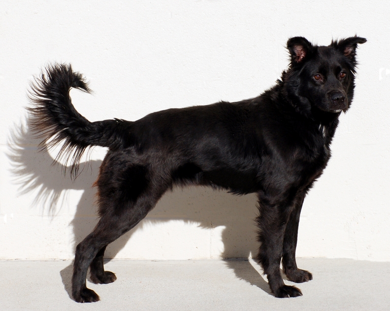 Other Photos of thie Dog