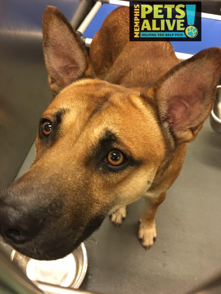 Other Photos of thie Dog
