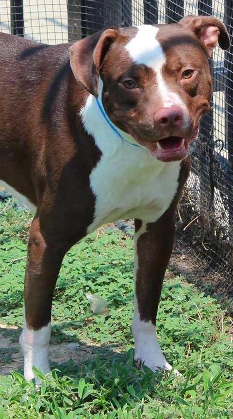 Other Photos of thie Dog
