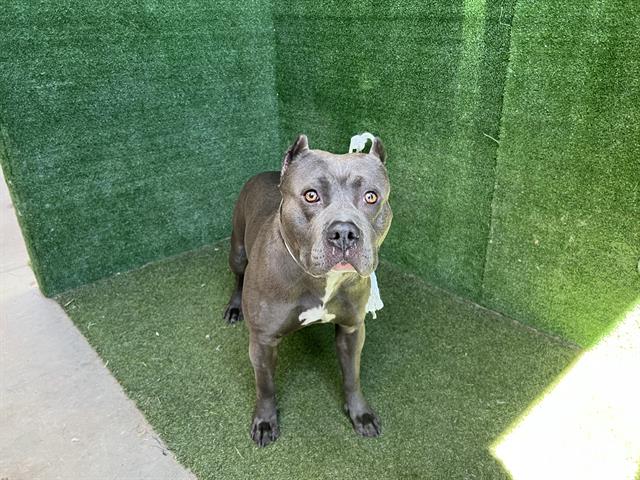 Main Photo of this Dog