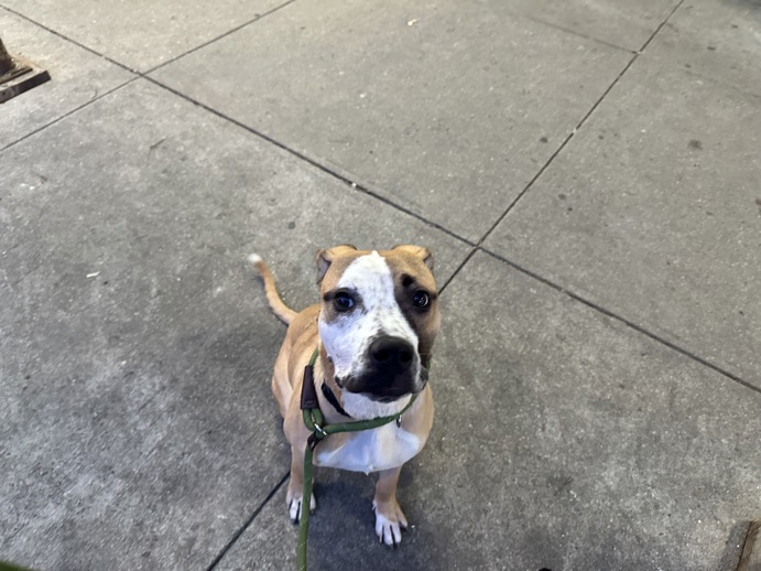 Other Photos of thie Dog