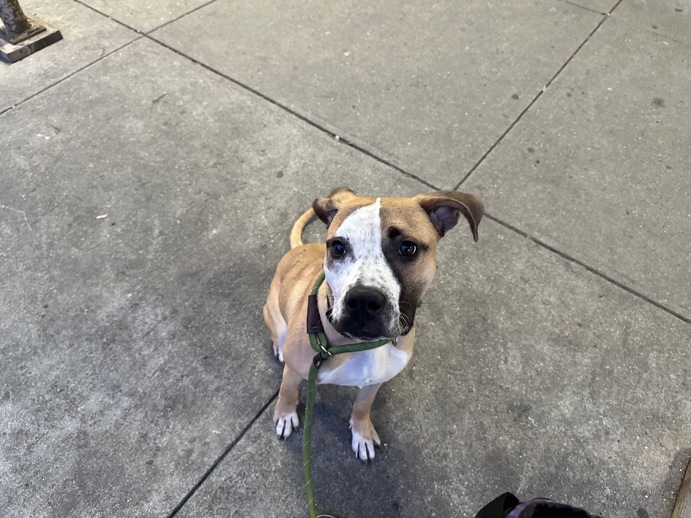Other Photos of thie Dog