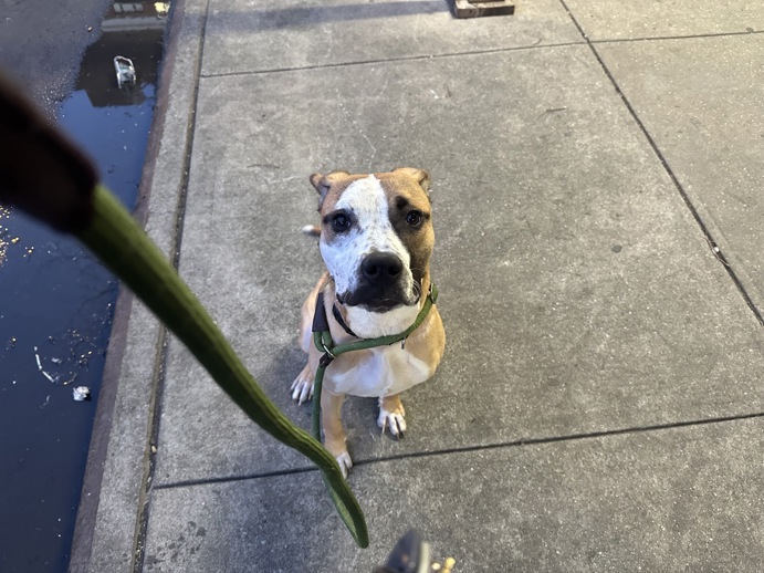 Other Photos of thie Dog