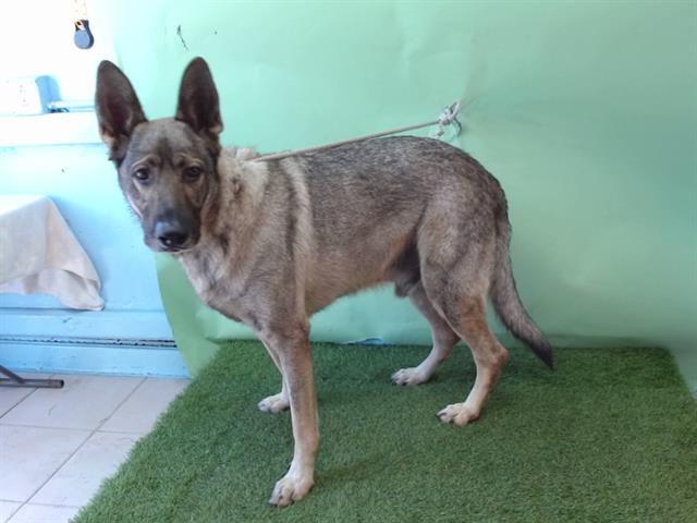 Other Photos of thie Dog