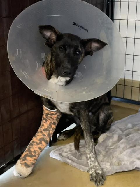 Main Photo of this Dog