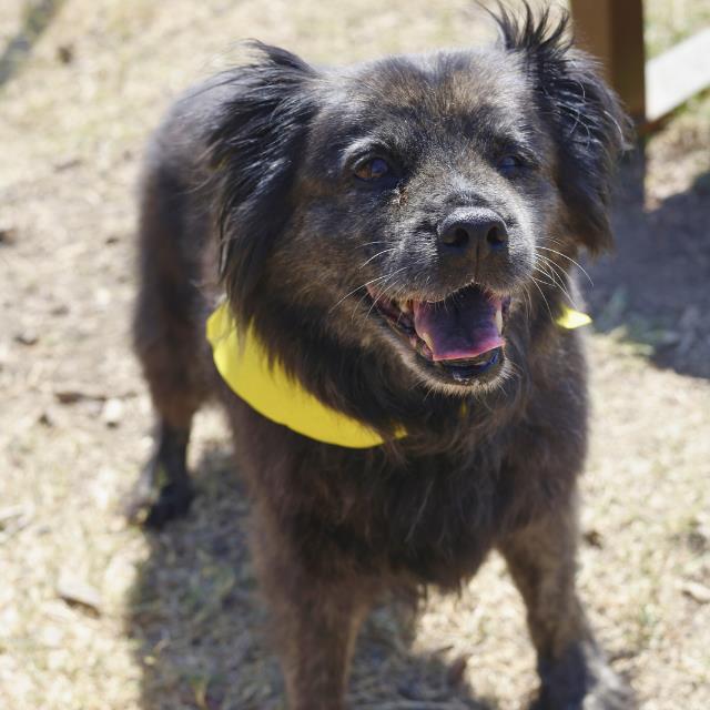 Main Photo of this Dog