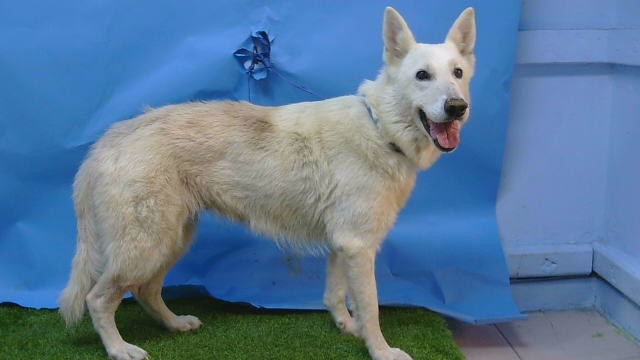 Polar Bear, a German Shepherd, available for adoption