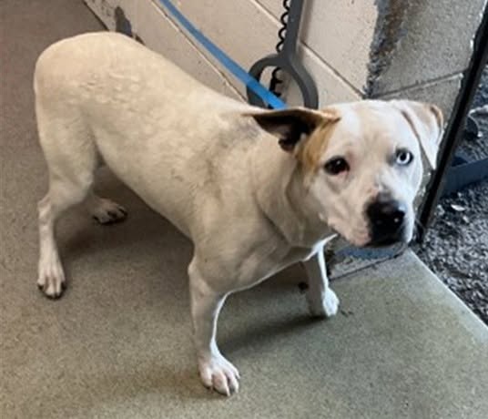 Eleanor, a Pit Bull Terrier, available for adoption