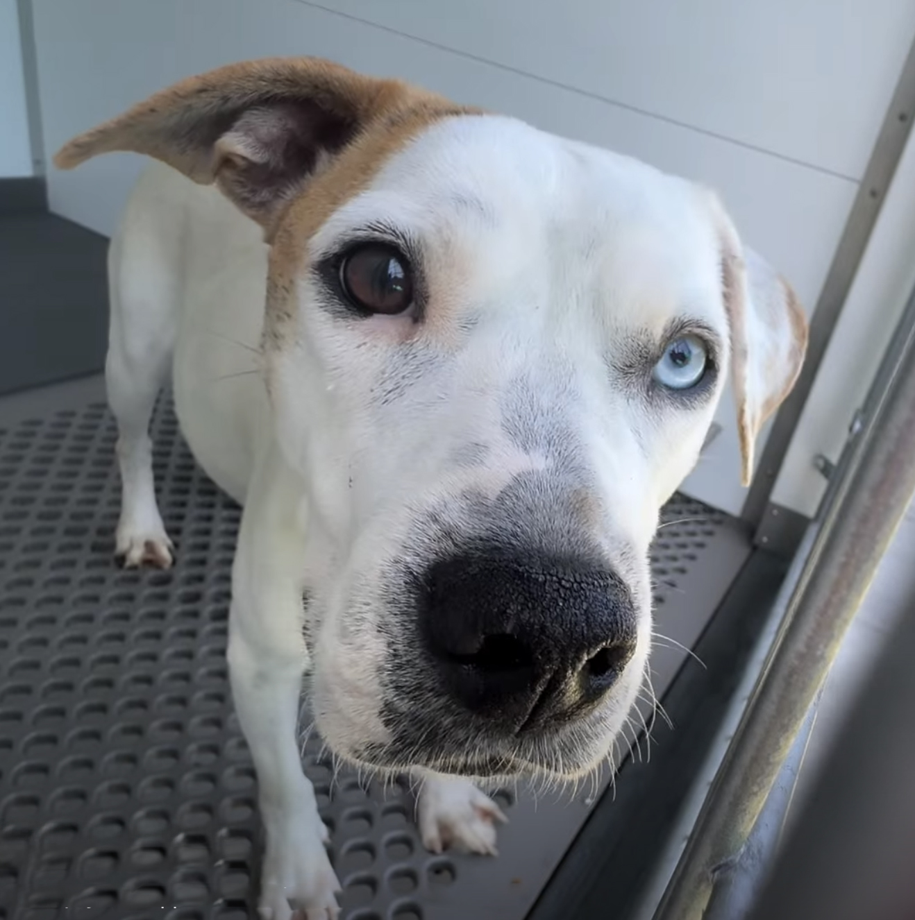 Eleanor, a Pit Bull Terrier, available for adoption