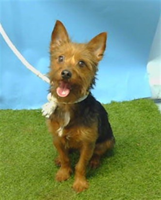Batman, a Yorkshire Terrier Yorkie, available for adoption